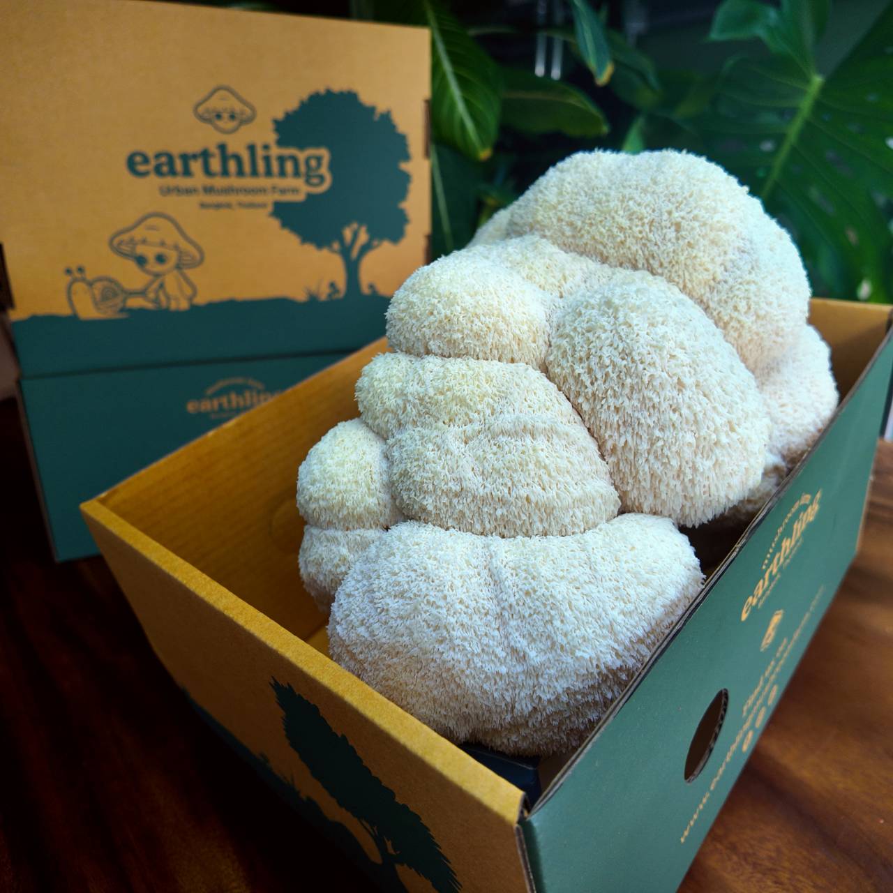 Fresh Lion's Mane Mushrooms (1kg)