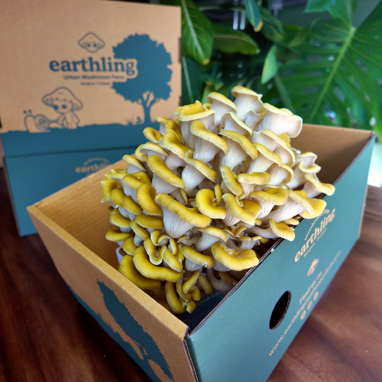 Fresh Golden Pluerotus Mushrooms (1kg)