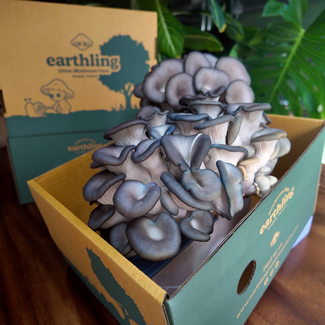 Fresh King Blue Mushrooms (1kg)