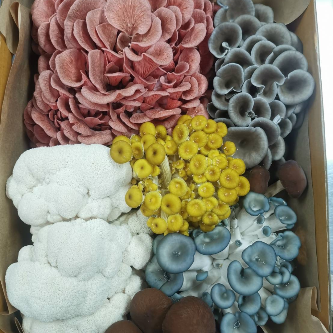 Grower's Choice Mixed Mushroom Box