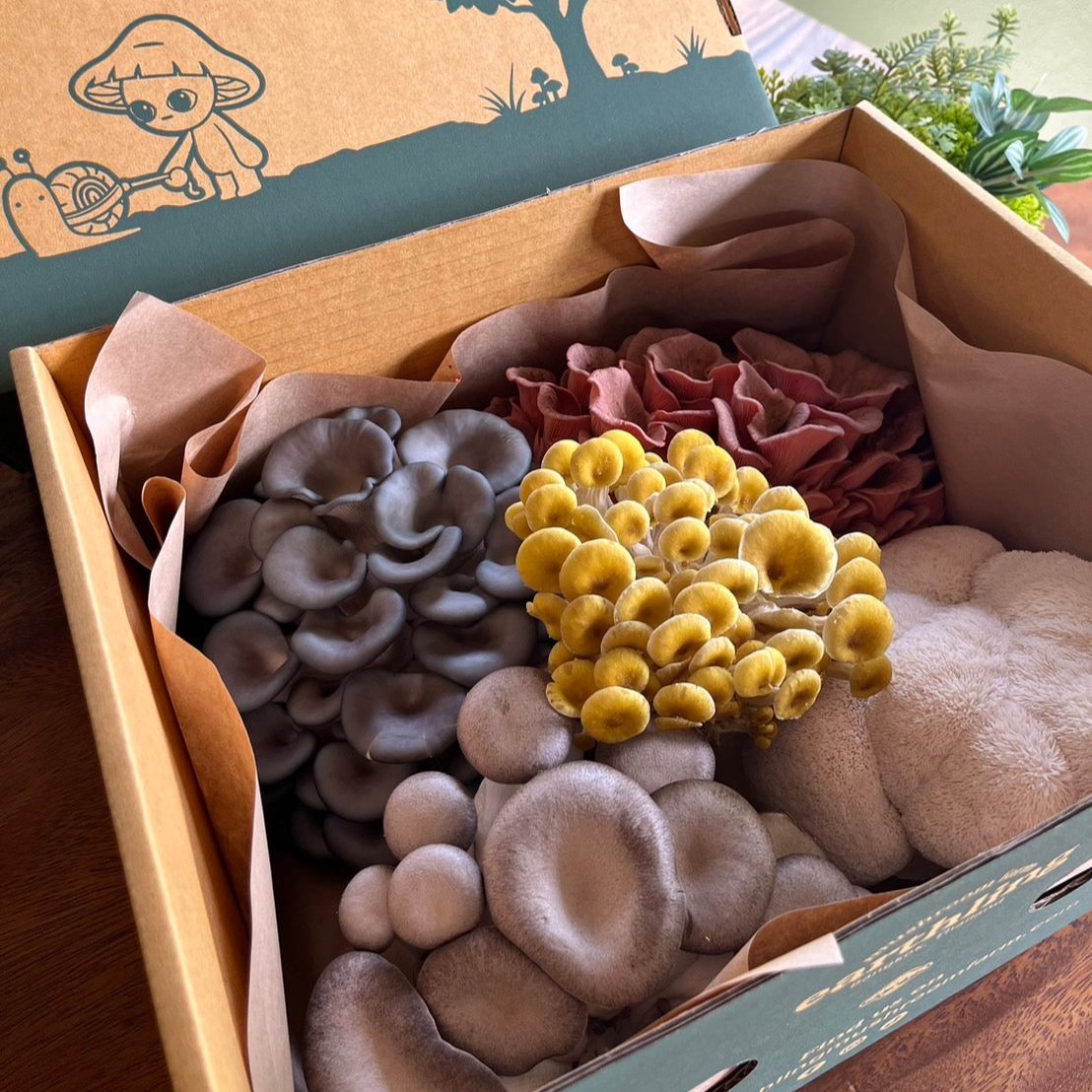 Grower's Choice Mixed Mushroom Box (1kg)